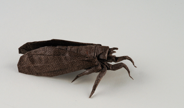 Shizuoka Cicada