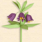 Kamchatka Fritillaria