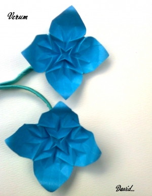 Verum flowers
