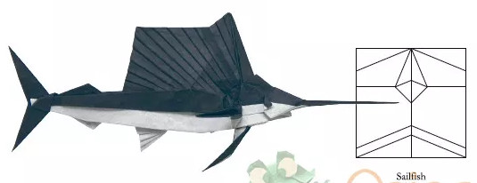 Sailfish