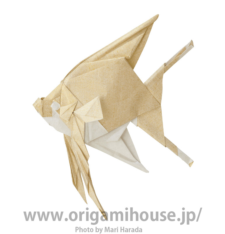 Angelfish