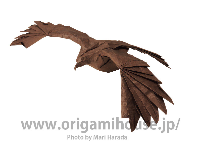 Black Kite