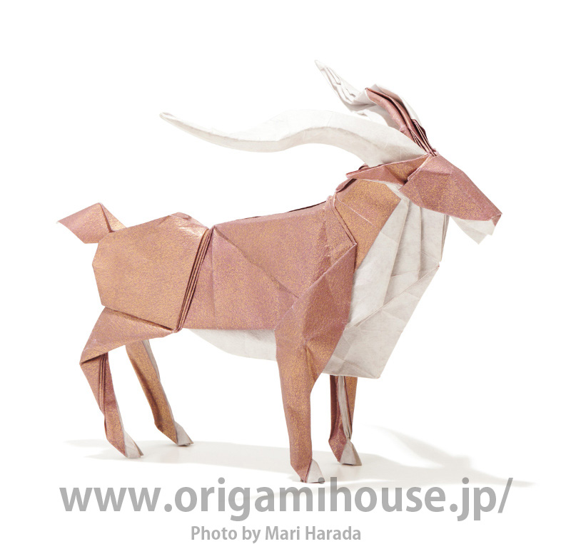 Antelope