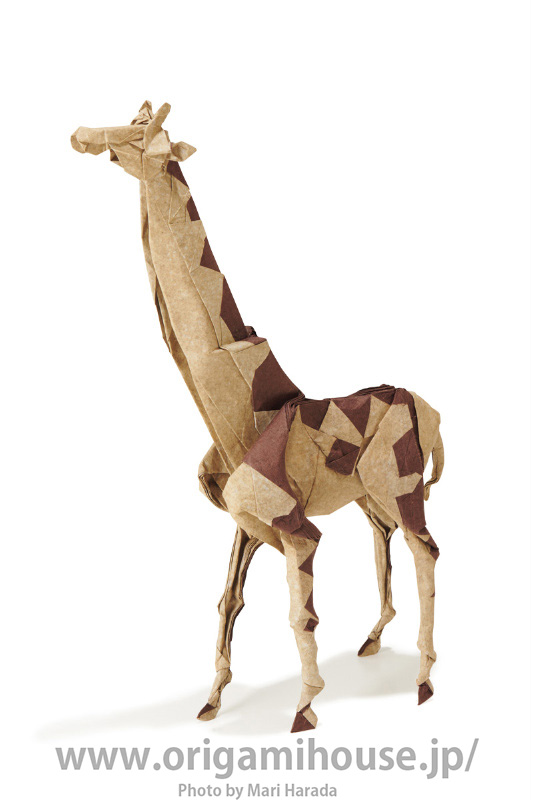 Giraffe