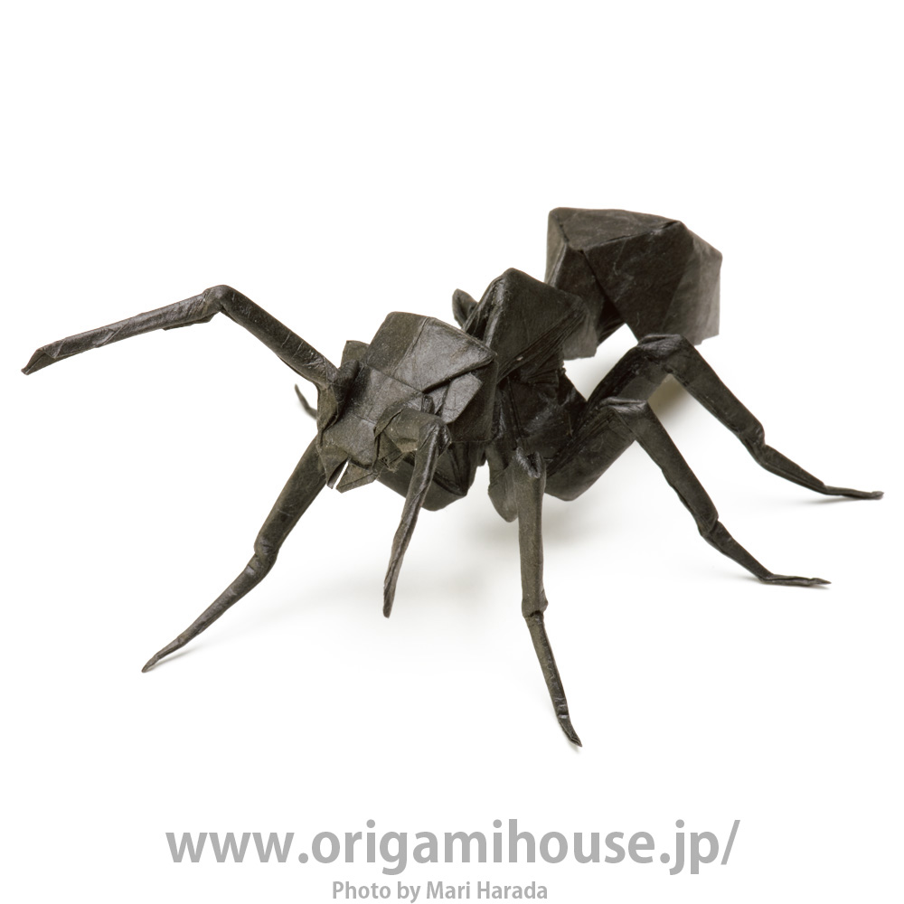 Ant